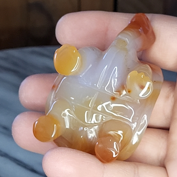 Xarnelian Land Tortoise - Picture 10 of 16